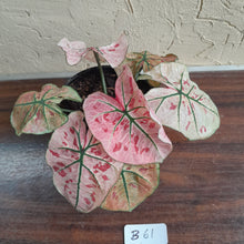 Load image into Gallery viewer, #B61 Caladium Strawberry Star