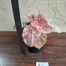 Load image into Gallery viewer, #B61 Caladium Strawberry Star