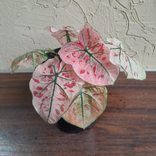Load image into Gallery viewer, #B61 Caladium Strawberry Star