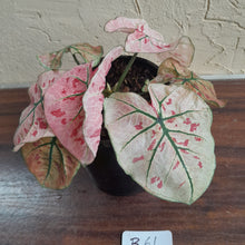Load image into Gallery viewer, #B61 Caladium Strawberry Star