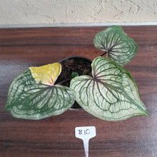 Load image into Gallery viewer, #B10 Caladium