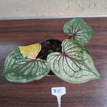 Load image into Gallery viewer, #B10 Caladium