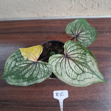 #B10 Caladium