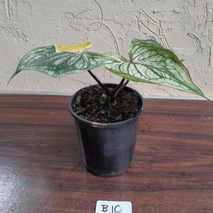 #B10 Caladium