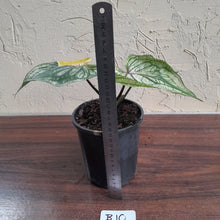 Load image into Gallery viewer, #B10 Caladium