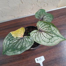 Load image into Gallery viewer, #B10 Caladium
