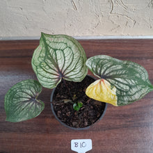 Load image into Gallery viewer, #B10 Caladium