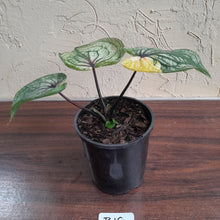 Load image into Gallery viewer, #B10 Caladium