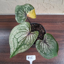 Load image into Gallery viewer, #B10 Caladium