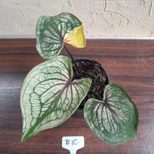 Load image into Gallery viewer, #B10 Caladium