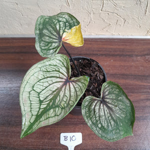 #B10 Caladium