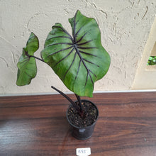 Load image into Gallery viewer, #B95 Large Colocasia Pharoahs Mask