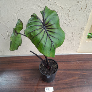 #B95 Large Colocasia Pharoahs Mask