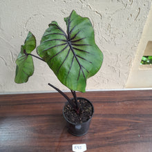 Load image into Gallery viewer, #B95 Large Colocasia Pharoahs Mask