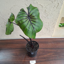 Load image into Gallery viewer, #B95 Large Colocasia Pharoahs Mask