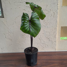 Load image into Gallery viewer, #B95 Large Colocasia Pharoahs Mask