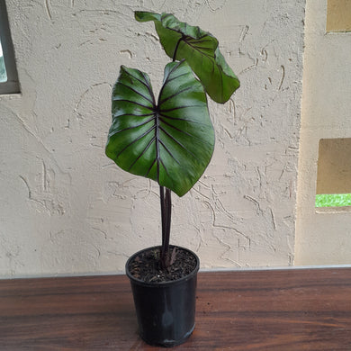 #B95 Large Colocasia Pharoahs Mask