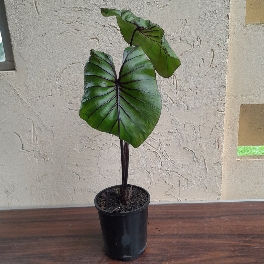 #B95 Large Colocasia Pharoahs Mask