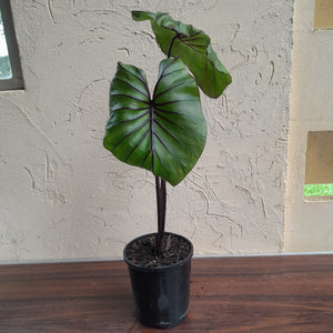 #B95 Large Colocasia Pharoahs Mask
