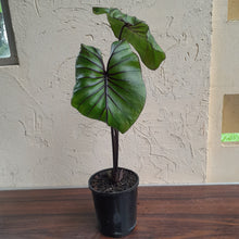Load image into Gallery viewer, #B95 Large Colocasia Pharoahs Mask