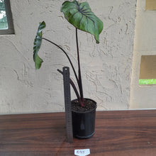 Load image into Gallery viewer, #B95 Large Colocasia Pharoahs Mask