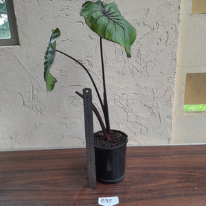 #B95 Large Colocasia Pharoahs Mask