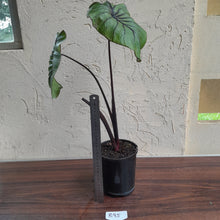 Load image into Gallery viewer, #B95 Large Colocasia Pharoahs Mask