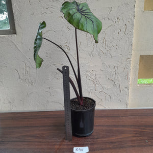 #B95 Large Colocasia Pharoahs Mask