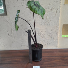Load image into Gallery viewer, #B95 Large Colocasia Pharoahs Mask