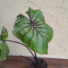 Load image into Gallery viewer, #B95 Large Colocasia Pharoahs Mask