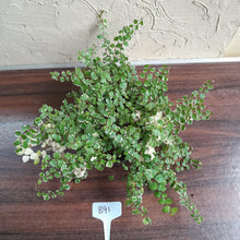 Load image into Gallery viewer, #B91 Variegated Ficus Pumila