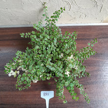 Load image into Gallery viewer, #B91 Variegated Ficus Pumila