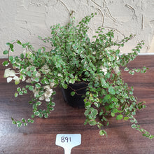 Load image into Gallery viewer, #B91 Variegated Ficus Pumila