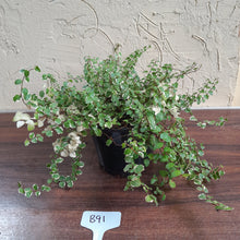 Load image into Gallery viewer, #B91 Variegated Ficus Pumila