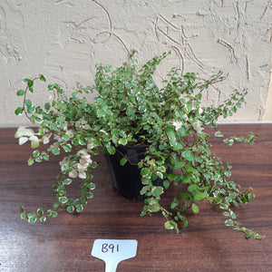 #B91 Variegated Ficus Pumila