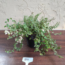 Load image into Gallery viewer, #B91 Variegated Ficus Pumila