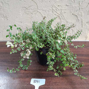 #B91 Variegated Ficus Pumila