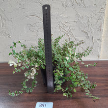 Load image into Gallery viewer, #B91 Variegated Ficus Pumila