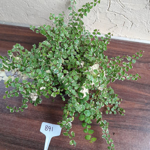 #B91 Variegated Ficus Pumila