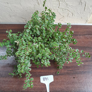 #B91 Variegated Ficus Pumila