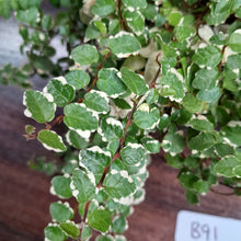 Load image into Gallery viewer, #B91 Variegated Ficus Pumila