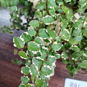 #B91 Variegated Ficus Pumila