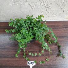 Load image into Gallery viewer, #G15 Ficus Pumila Minima