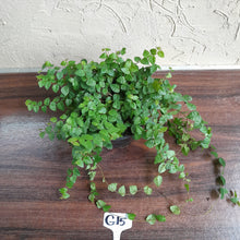 Load image into Gallery viewer, #G15 Ficus Pumila Minima