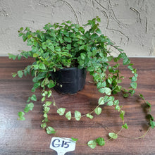 Load image into Gallery viewer, #G15 Ficus Pumila Minima