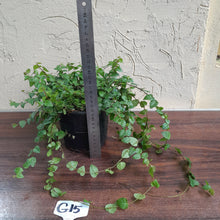 Load image into Gallery viewer, #G15 Ficus Pumila Minima