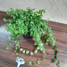 Load image into Gallery viewer, #G15 Ficus Pumila Minima