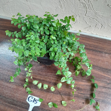 #G15 Ficus Pumila Minima