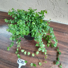Load image into Gallery viewer, #G15 Ficus Pumila Minima