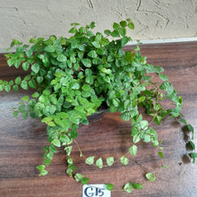 Load image into Gallery viewer, #G15 Ficus Pumila Minima
